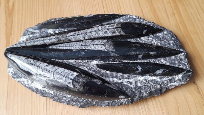 Orthoceras deska